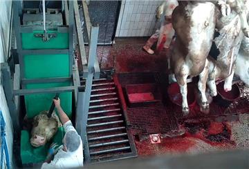 ANINOVA liegt nach eigenen Angaben aus dem Schlachthof Videomaterial vor.
