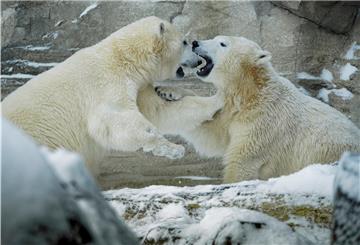 Eisbären im Zoo am Meer in Bremerhaven.