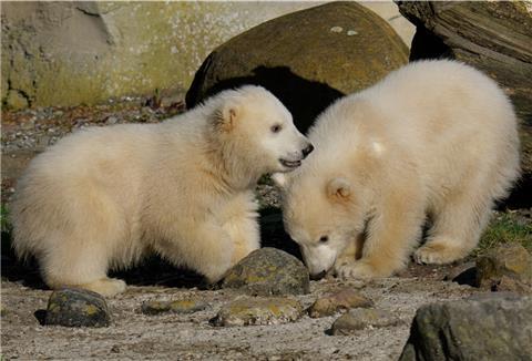 Anna und Elsa verzücken derzeit nur das Zoo-Personal.