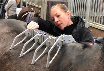 Antje Kruse vermisst den Rücken des Pferdes mit einem sogenannten Arc Device. Damit kann sie die Rückenlinie nachformen.