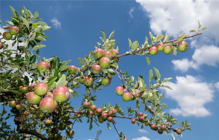 Altes Land: Salzwasser lässt Blätter der Obstbäume verbrennen Apfelbäume wie hier im Alten Land leiden unter zu salzhaltigem Beregnungswasser.
