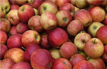 Apfelbauern im Alten Land rechnen mit einer unterdurchschnittlichen Ernte.