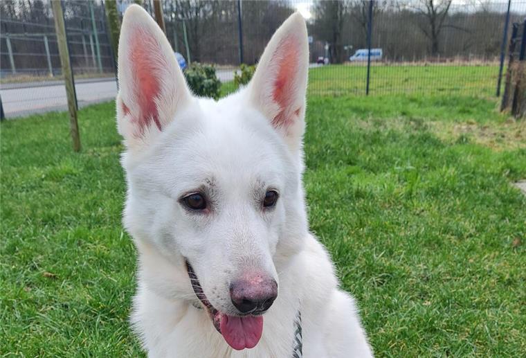 Apollo sucht ein neues Zuhause.