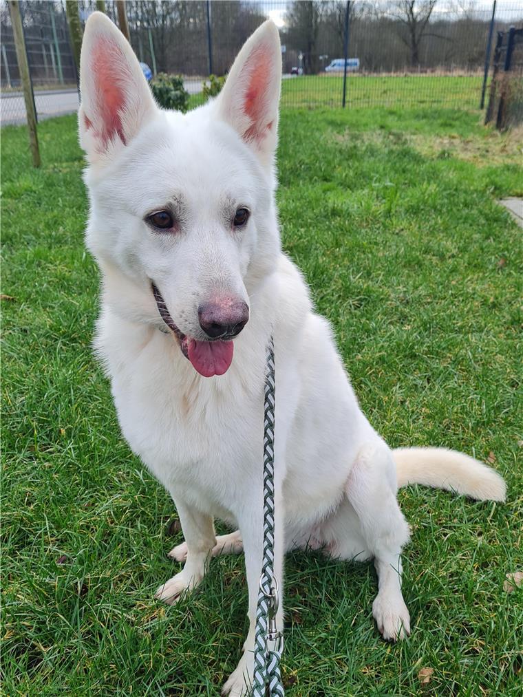 Apollo sucht ein neues Zuhause.