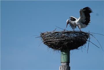 Arbeitsteilung: Während das Storchenweibchen auf dem Gelege sitzt und brütet, geht das Männchen auf Futtersuche und füttert seine Gattin. In Tiste stößt dieses Schauspiel derzeit bei Jung und Alt auf großes Interesse.