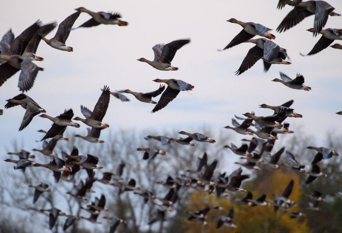 Vogelgrippe in Deutschland: Was du jetzt wissen und beachten musst  Gänse brechen von einem See im Drömling auf.