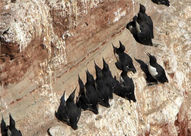 ARCHIV - 24.06.2005, Helgoland: Trottellummen krallen sich auf dem Helgoländer Lummenfelsen in die Wand. An der niedersächsischen Nordseeküste sind wie in den Niederlanden verendete Trottellummen gefunden worden.