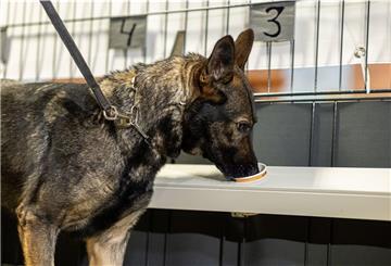 Ein Schäferhund.