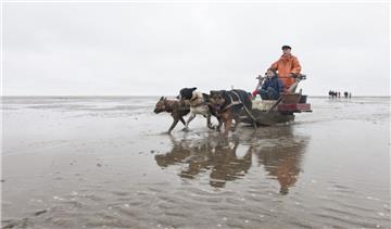 Asta, Sky und Rex jagen mit dem Wattschlitten über den Meeresboden. Chef an Bord ist Reusenfischer Erhard Djuren. Foto Leuschner