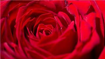 Auch 2024 werden wieder Rosen verteilt.