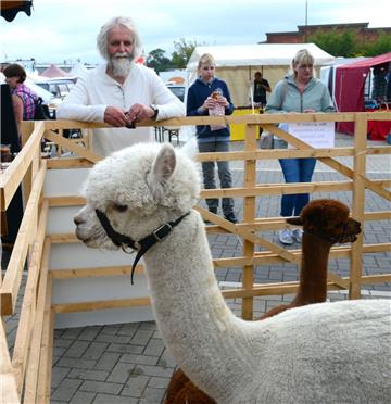 Auch Alpakas waren auf dem Bauernmarkt zu sehen.