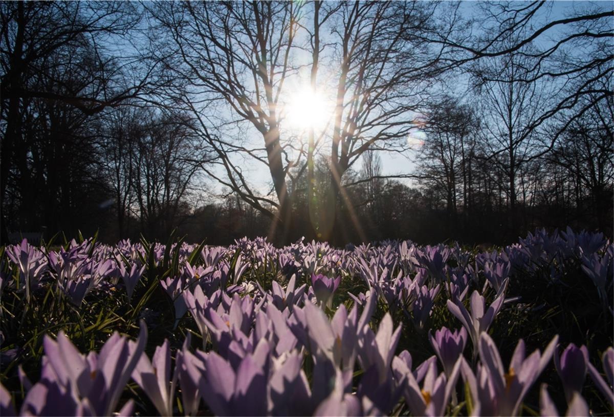 Wetteraussichten: Am Tag Sonnenschein - in der Nacht Frost Krokusse blühen auf einer Wiese, im Hintergrund scheint die Sonne.