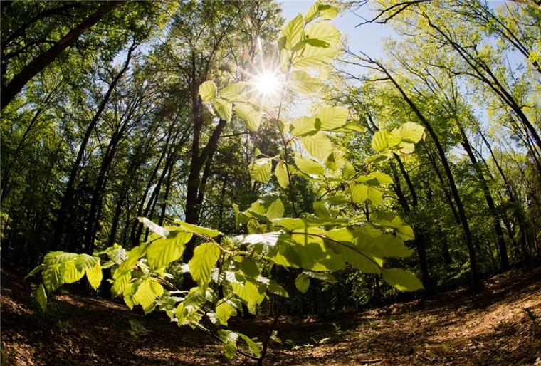 Auch am Wochenende soll es so sonnig sein wie am heutigen Freitag. 