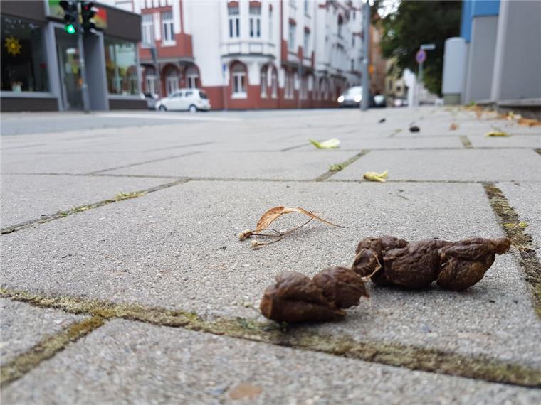 Ein Neubürger fragt: Warum hat Bremerhaven ein Problem mit Hundehaufen, Paris aber nicht? Auch auf dem Bürgersteig in der Hinrich-Schmalfeldt-Straße liegen hin und wieder Tretminen.