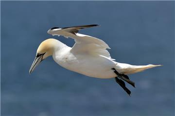 Auch Basstölpel können auf der Hochseeinsel Helgoland beobachtet werden.