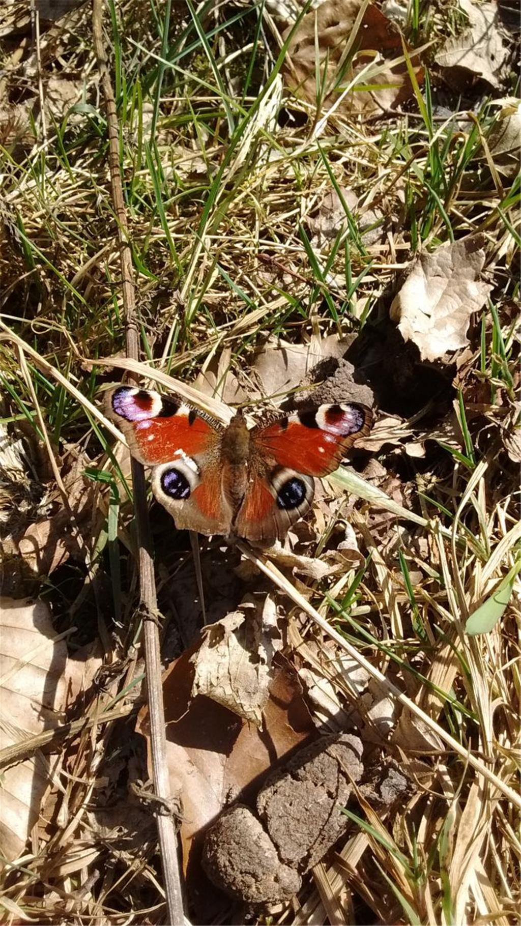 Auch die ersten Schmetterlinge sind schon unterwegs. Foto: Kaiser