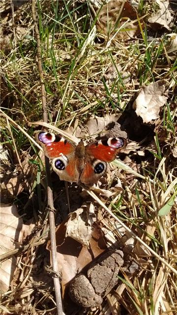 Auch die ersten Schmetterlinge sind schon unterwegs. Foto: Kaiser