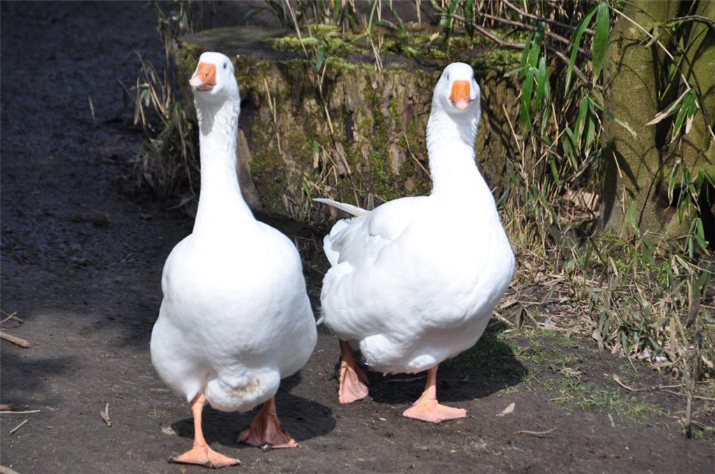 Auch die Gänse freuen sich über das Frühlingserwachen im Zoo.