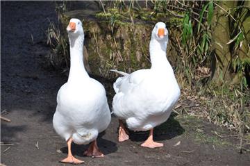Auch die Gänse freuen sich über das Frühlingserwachen im Zoo.