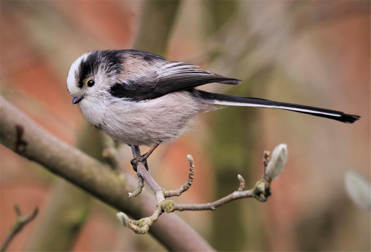 Mitmachaktion: Eine Stunde lang Vögel zählen Auch die putzigen Schwanzmeisen zählen in der Region zu den häufigen Gartenvögeln.