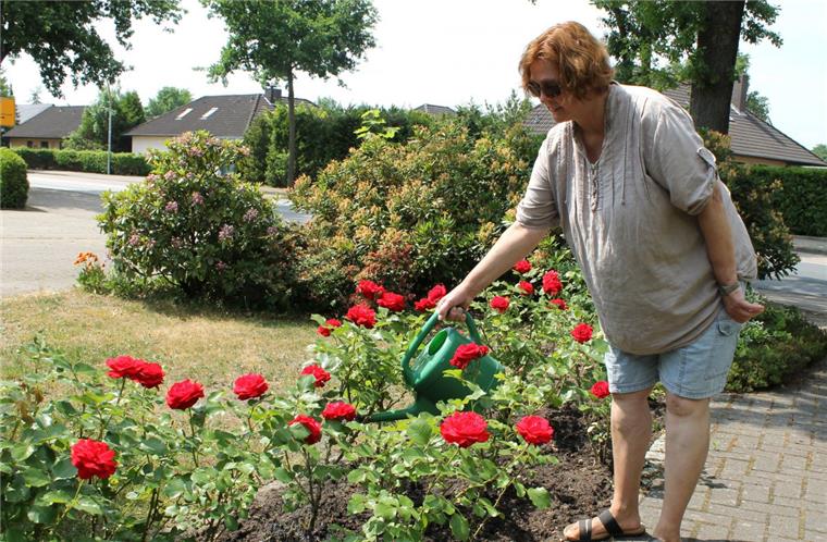 Auch die Rosen verlangen bei dem schwülheißen Wetter nach Wasser.