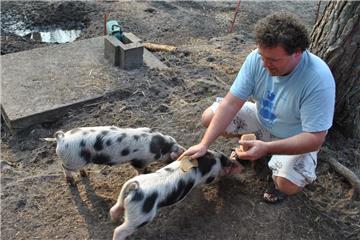 Auch die Schweine der Rasse Bunte Bentheimer werden auf der Dreptefarm gehalten.