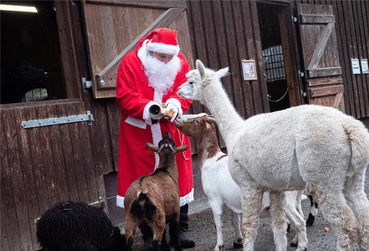 Weihnachtsmann vor Ställen verteilt Leckereien an Zootiere