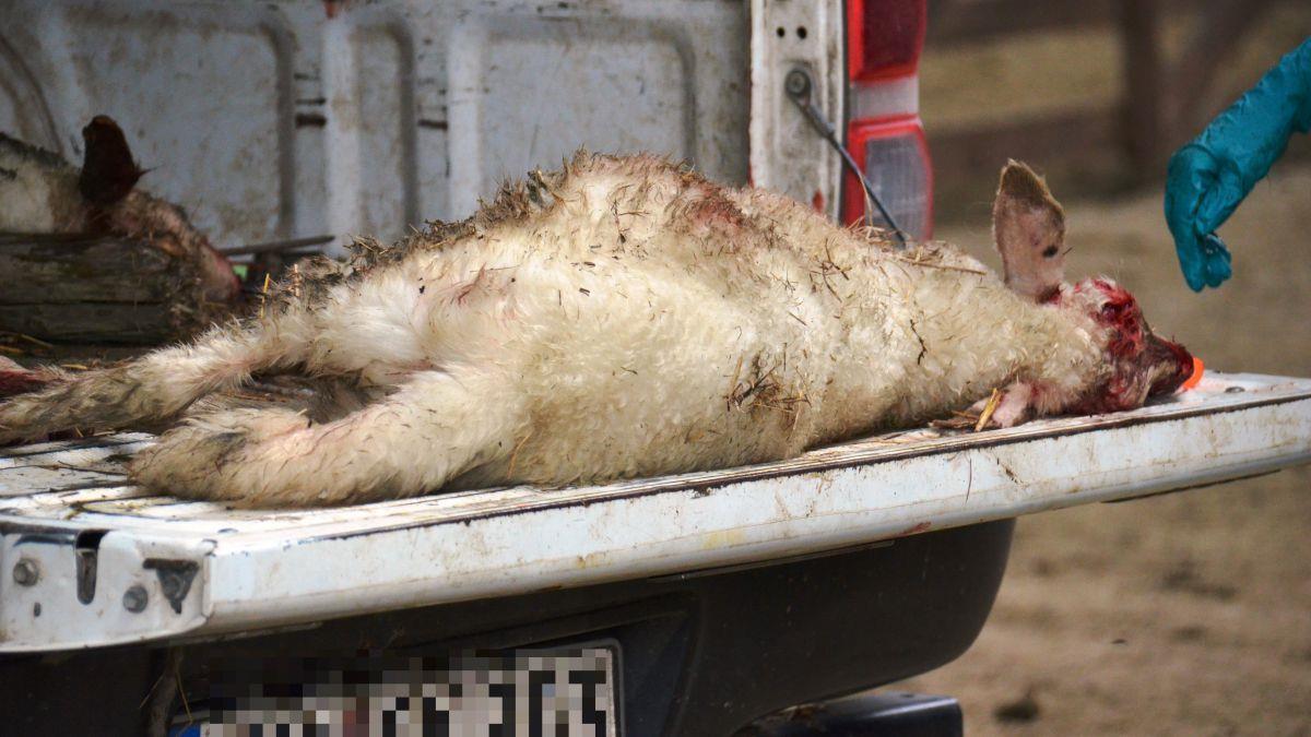 Auch dieses Lamm ist in der Nacht zu Dienstag am Elbdeich zwischen Altenbruch und Otterndorf bei Cuxhaven getötet worden.