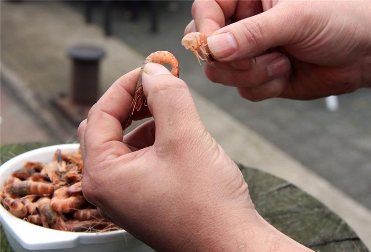 Auch ein Krabbenpul-Wettbewerb für Anfänger und Könner wird beim Krabbentag in Wremen geboten.