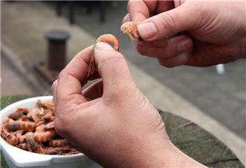 Auch ein Krabbenpul-Wettbewerb für Anfänger und Könner wird beim Krabbentag in Wremen geboten.