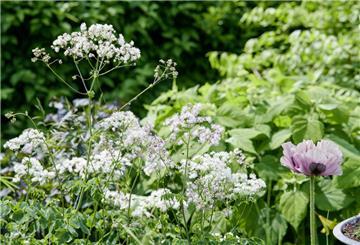 Im Garten von Silke Burmeister in Steffenhagen (Landkreis Rostock) blühen die Sommerblumen im Juni bereits in voller Pracht.