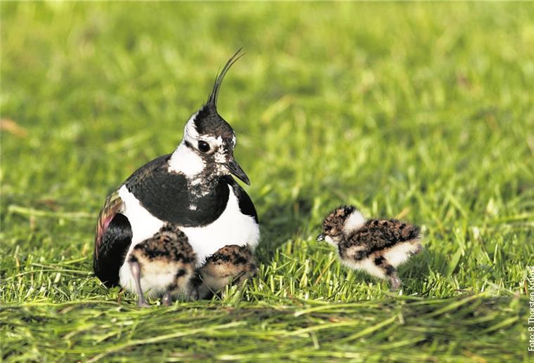 Wesermarsch: Vogelarten drohen auszusterben Auch einstige Allerweltvögel wie der Kiebitz sind selten geworden.