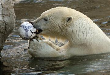 Auch Eisbären spielen gern mit einem Fußball - doch im Zoo ist der Vorrat aufgebraucht. Hier Eisbär Lloyd, der mittlerweile in Ungarn lebt. 