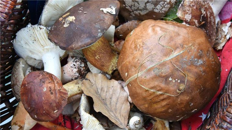 Radioaktivität: Verzehr von Wildpilzen ist unbedenklich Auch fast 40 Jahre nach dem Reaktorunfall von Tschernobyl sind manche Wildpilze noch radioaktiv belastet. (Symbolbild)