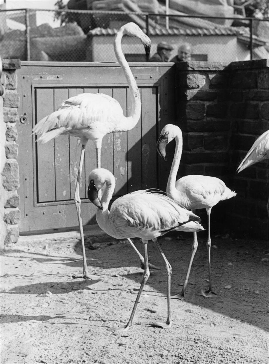 Auch Flamingos fanden sich an der Weser ein. Foto: NZ-Archiv