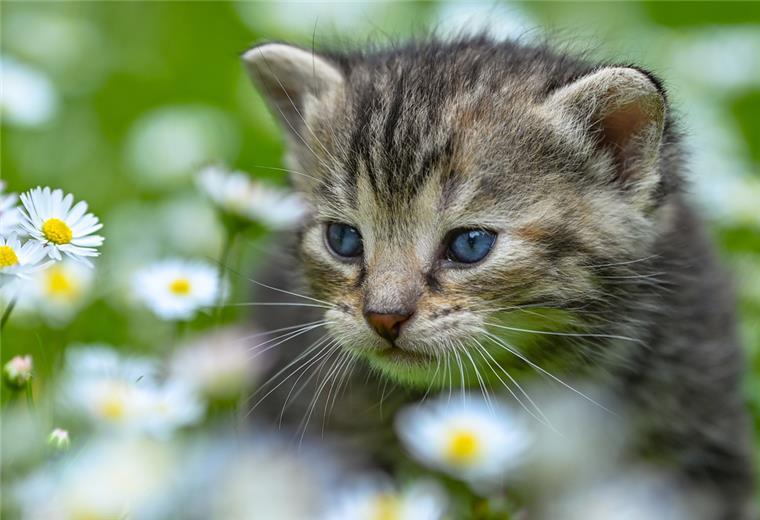 Ein wenige Wochen altes Kätzchen ist in einem Garten  auf Erkundungstour