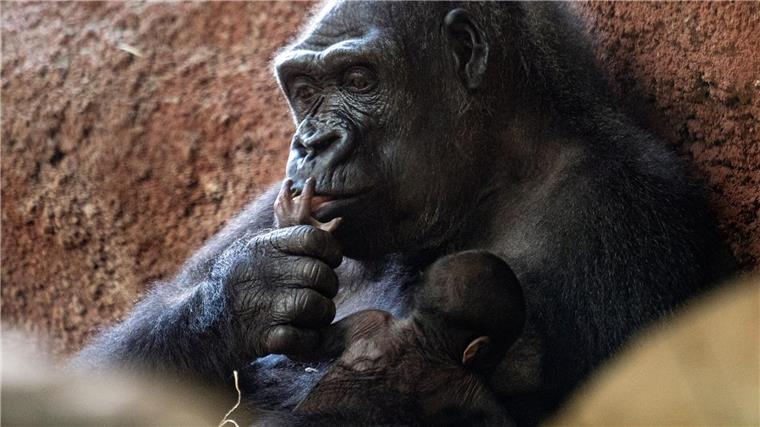Bericht: Zahl bedrohter Affenarten nimmt zu Auch Gorillas zählen zu den bedrohten Tierarten. (Symbolbild)