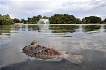 Auch große tote Fische treiben der Tossenser Pütte.