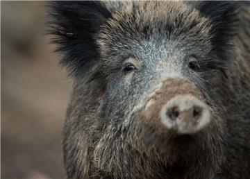 Auch im Cuxland vermehren sich die Wildschweine rasant. 