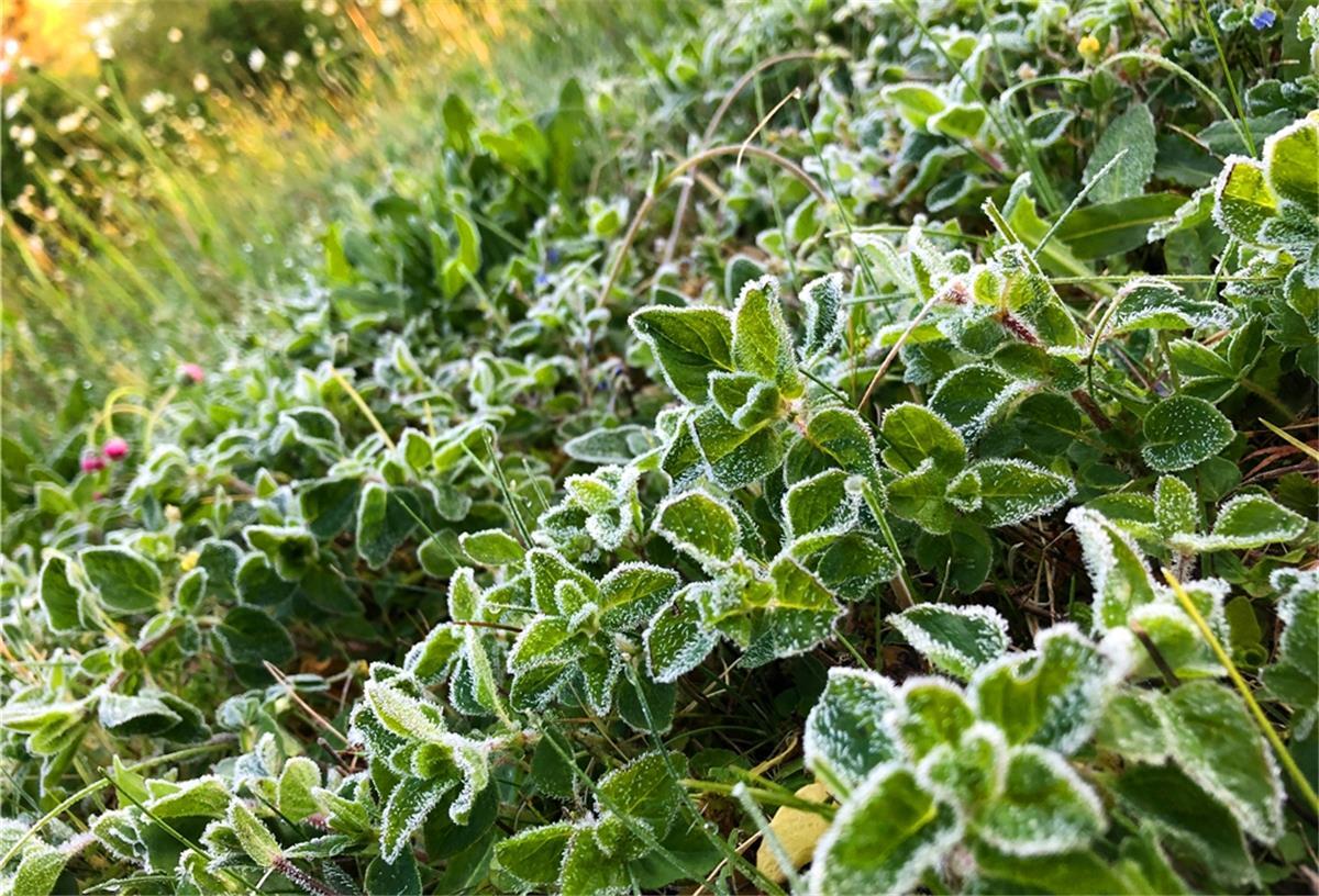 Mit Frost überzogen sind diese Pflanzen nach einer kalten Nacht in Bayern.
