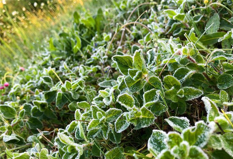 Mit Frost überzogen sind diese Pflanzen nach einer kalten Nacht. Mitte Mai kann es noch einmal kalt werden - dann sind die Eisheiligen.