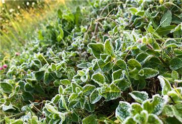 Mit Frost überzogen sind diese Pflanzen nach einer kalten Nacht. Mitte Mai kann es noch einmal kalt werden - dann sind die Eisheiligen.