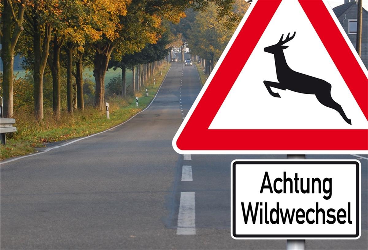 Auch in der Stadt kann es zu Wildunfällen kommen.