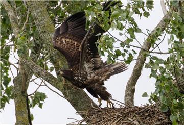 Seeadler