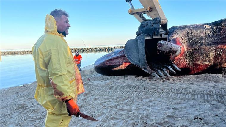 Sylt-Wal: Spezialist bei Bremerhaven legt Knochen frei Auch mit Hilfe einer Baggerschaufel war der große Pottwal-Unterkiefer auf Sylt vom Kadaver gelöst worden.