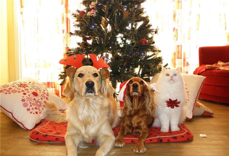 Nord24-Adventskalender: Weihnachtsgeschenke für das Haustier Auch unsere vierbeinigen Familienmitglieder wollen an Weihnachten überrascht werden.