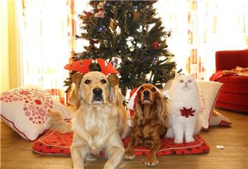 Auch unsere vierbeinigen Familienmitglieder wollen an Weihnachten überrascht werden.