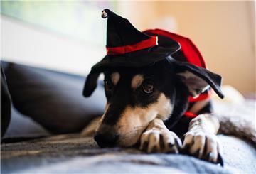 Der Hund mag keine Kostüme - auch nicht an Halloween