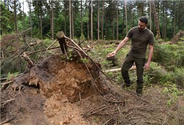 Umgefallene Fichte im Wald
