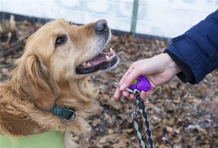 Jobcenter zahlt nicht für Hunde Hund
